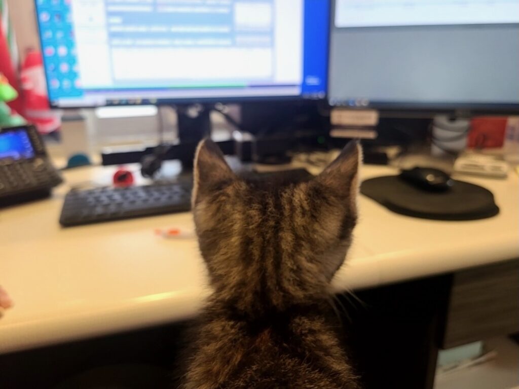 This kitten checks the list to find a family to adopt her